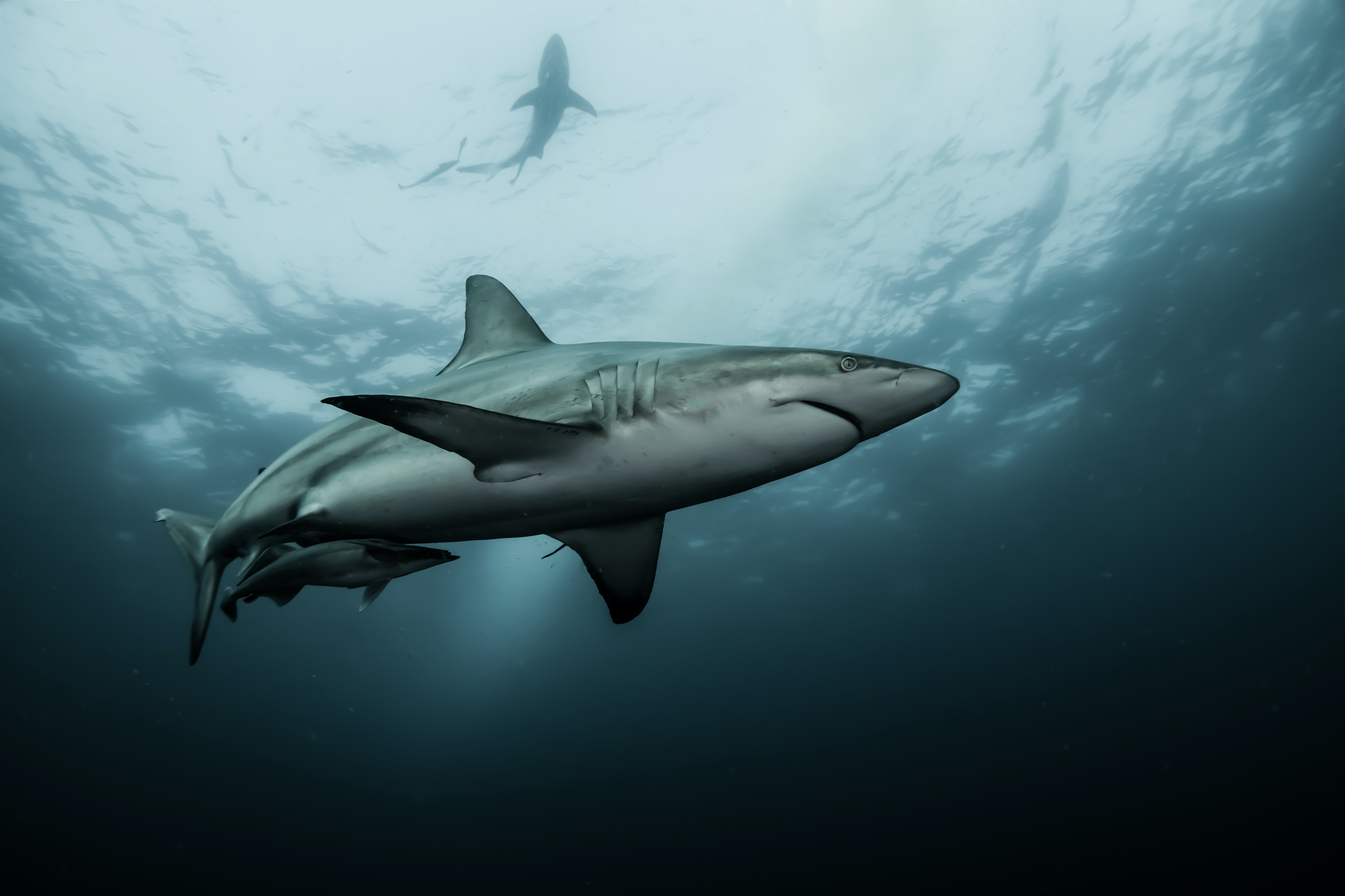 What type of lasers should our sharks wear?