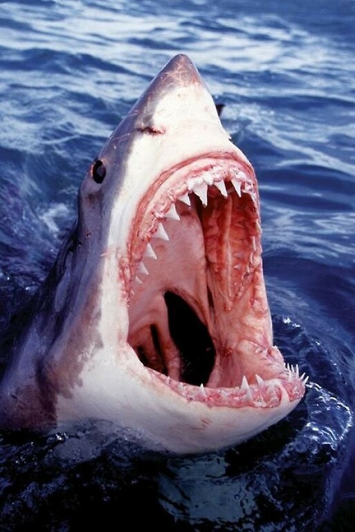 Shark1.jpg